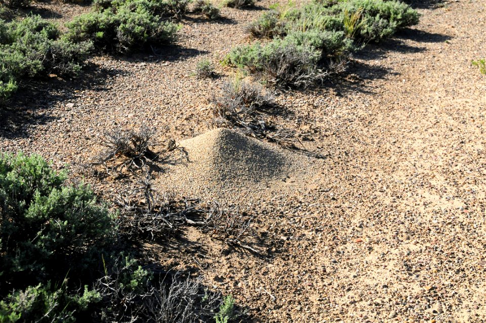 Western Harvester Ant (Pogonomyrmex occidentalis) at Seedskadee National Wildlife Refuge Wyoming
