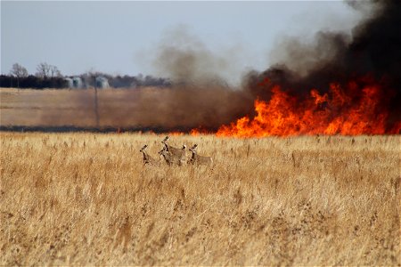 Burn with White Tailed Deer Lake Andes Wetland Management District South Dakota photo