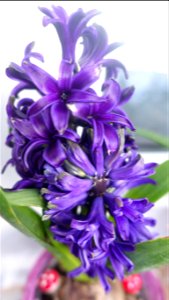 Hyacinth_zambile--2023_0216_162101