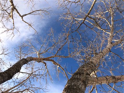 Full Poplar Sky