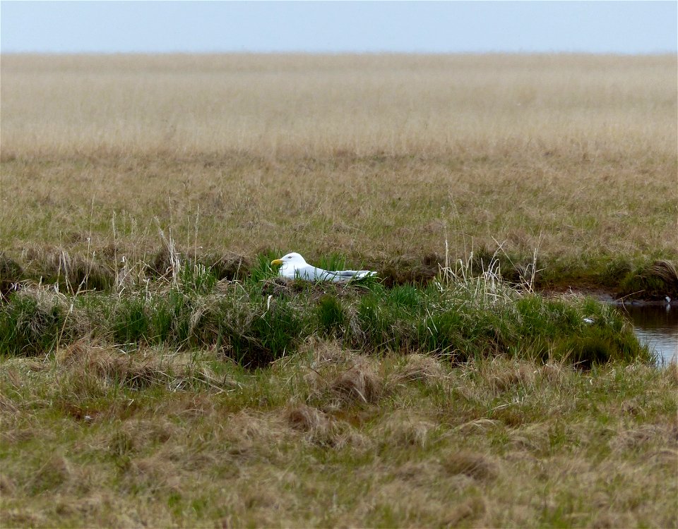 Glaucous gull nest