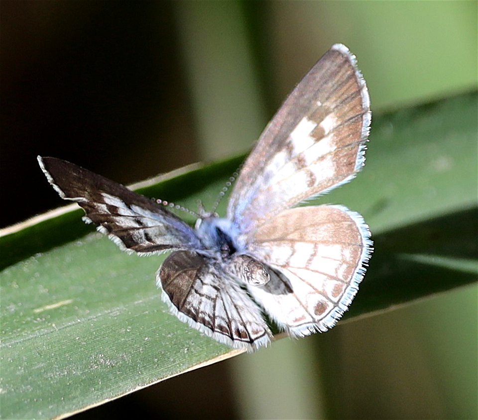 BLUE, CASSIUS (Letotes cassius) (1-16-2022) national butterfly center, mission, hidalgo co, tx -01