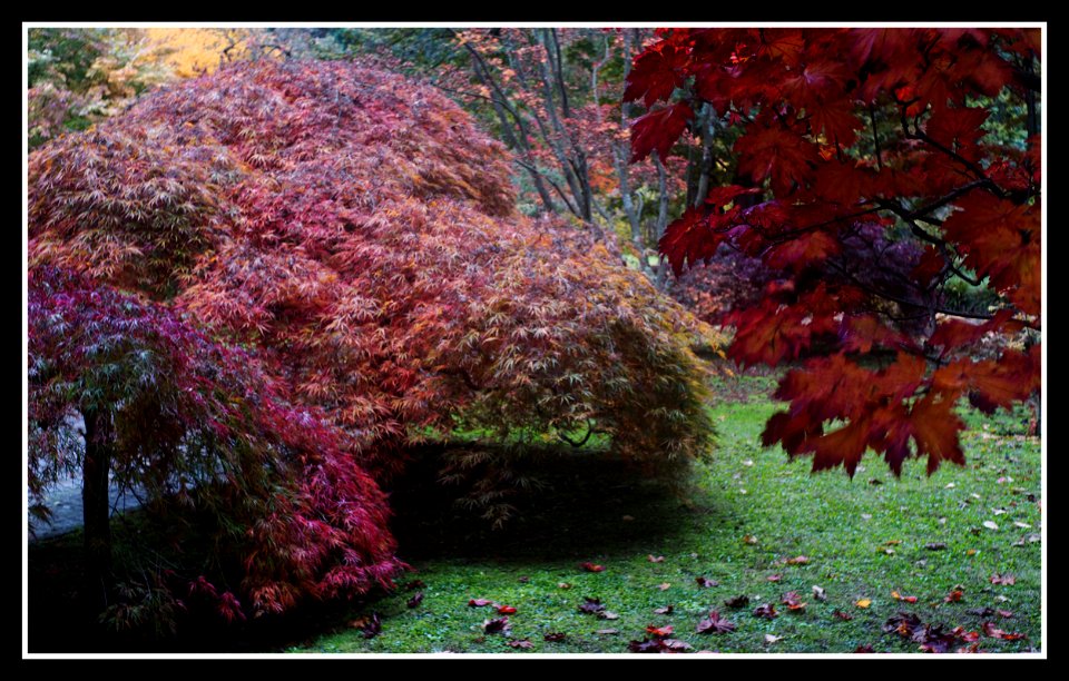 Autumn leaves (Villa Taranto)