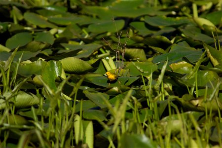 Yellow Warbler