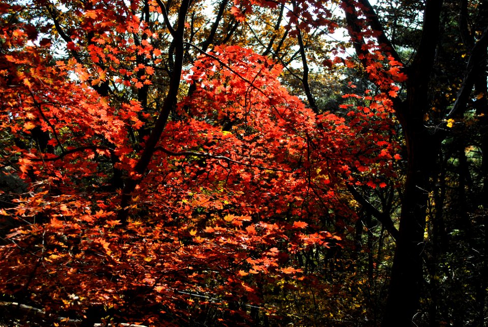 Deoksungsan Mountain