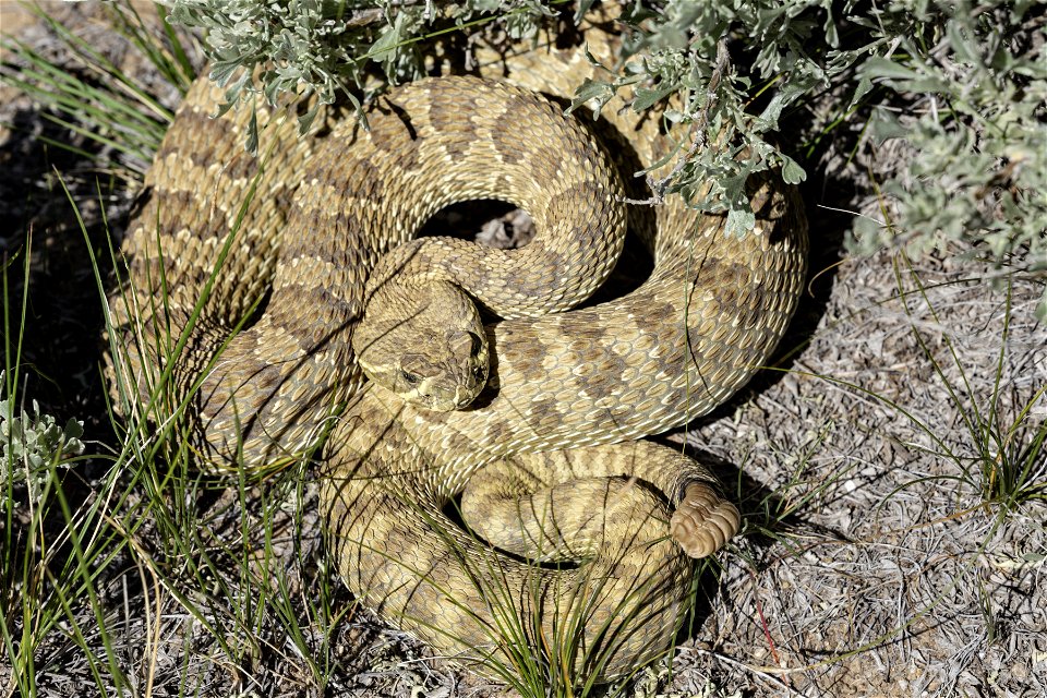 Crotalus viridis