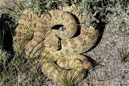 Crotalus viridis