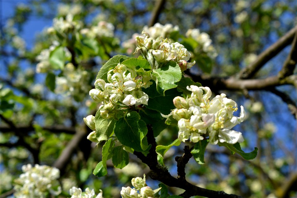 Spring ,April 2023