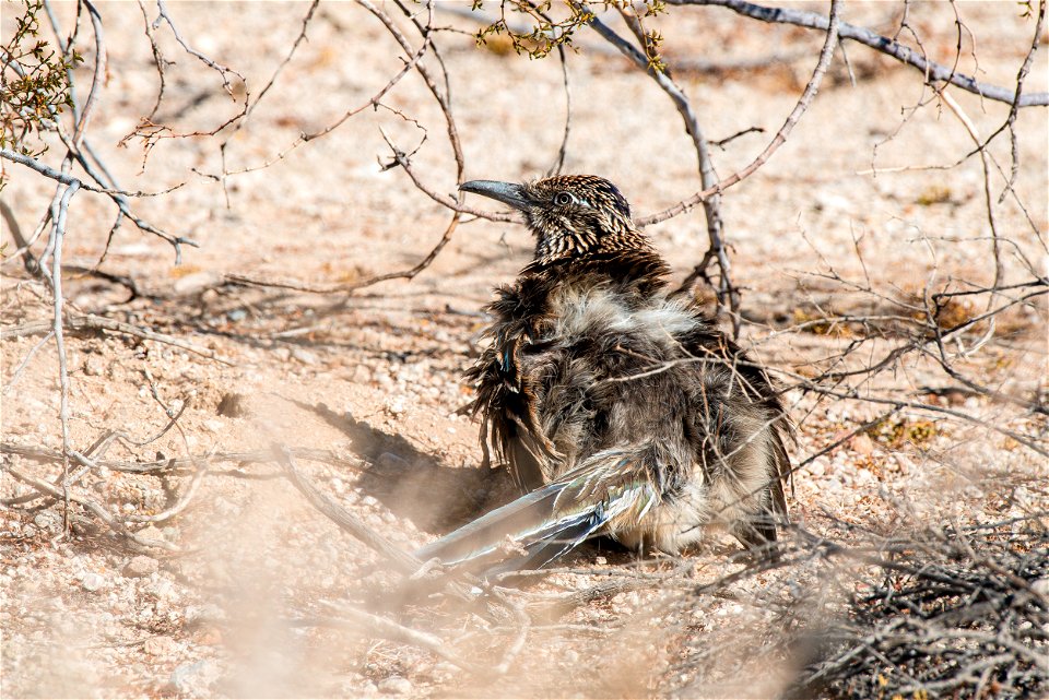 Greater Roadrunner (Geococcyx californianus) photo