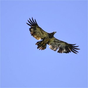 Immature Bald Eagle on Karl E. Mundt National Wildlife Refuge South Dakota