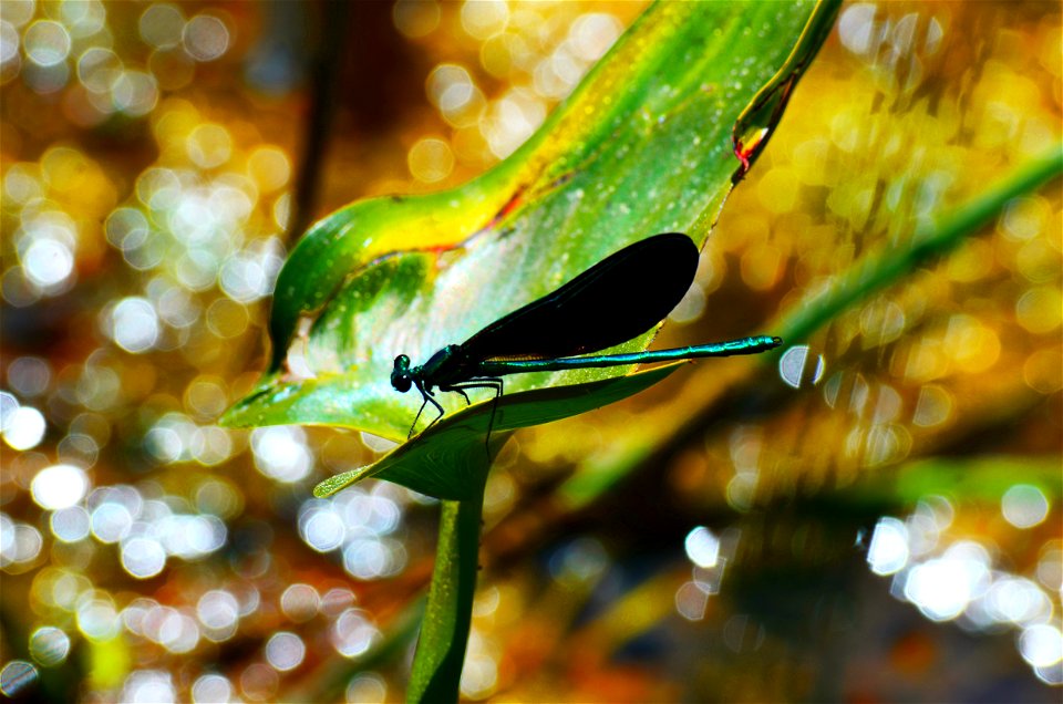 Ebony jewelwing photo