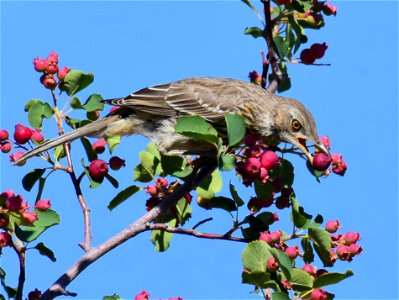 Sage thrasher at Seedskadee National Wildlife Refuge