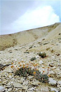 Tiehm's buckwheat photo