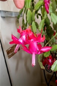 Christmas_cacti_2023_0217_105741
