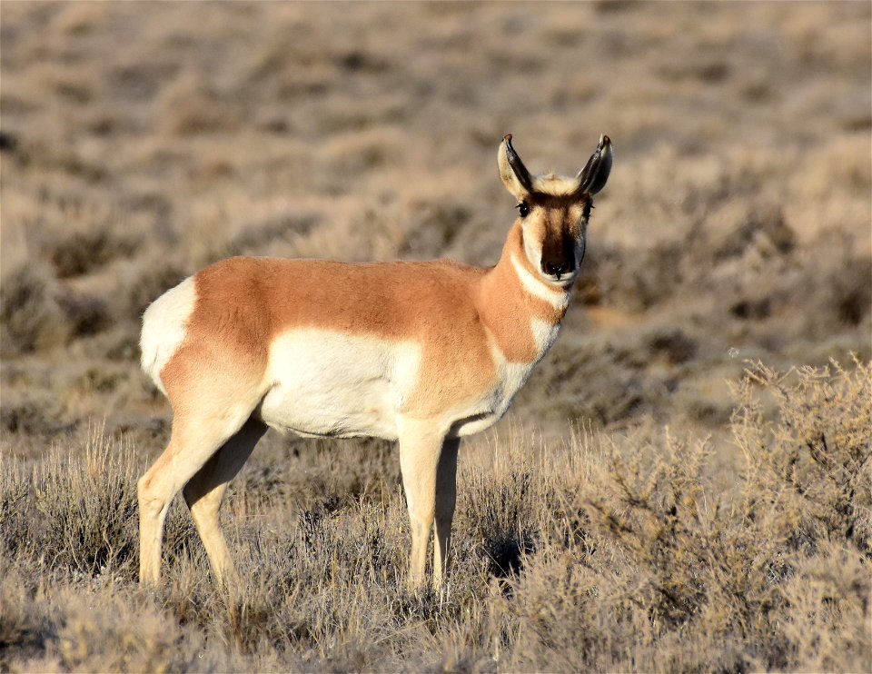 Pronghorn at Seedskadee National Wildlife Refuge