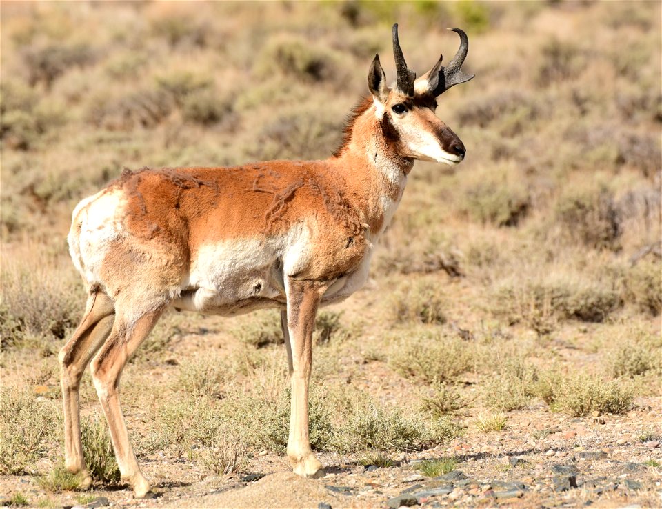 Pronghorn at Seedskadee National Wildlife Refuge