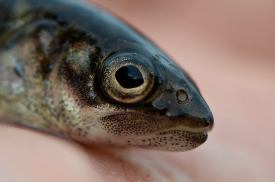 Juvenile Lake Trout