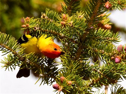 Western tanager at Seedskadee National Wildlife Refuge
