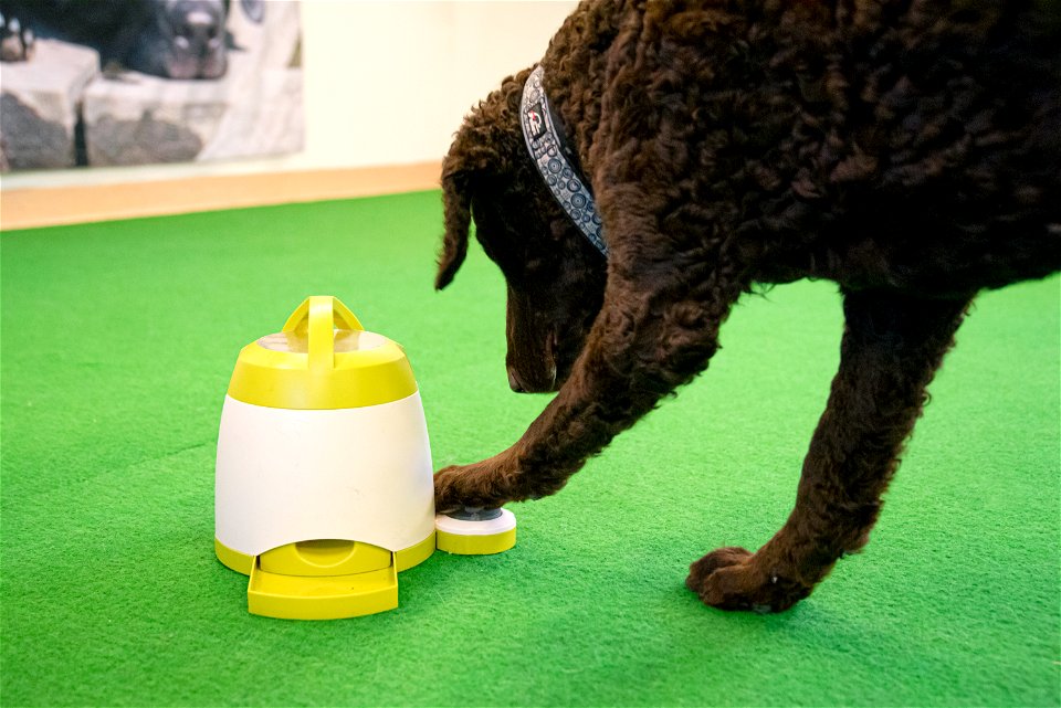 SmartDog, Riihimäki