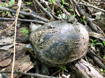 Kinosternun mud turtle Raleigh wetland photo