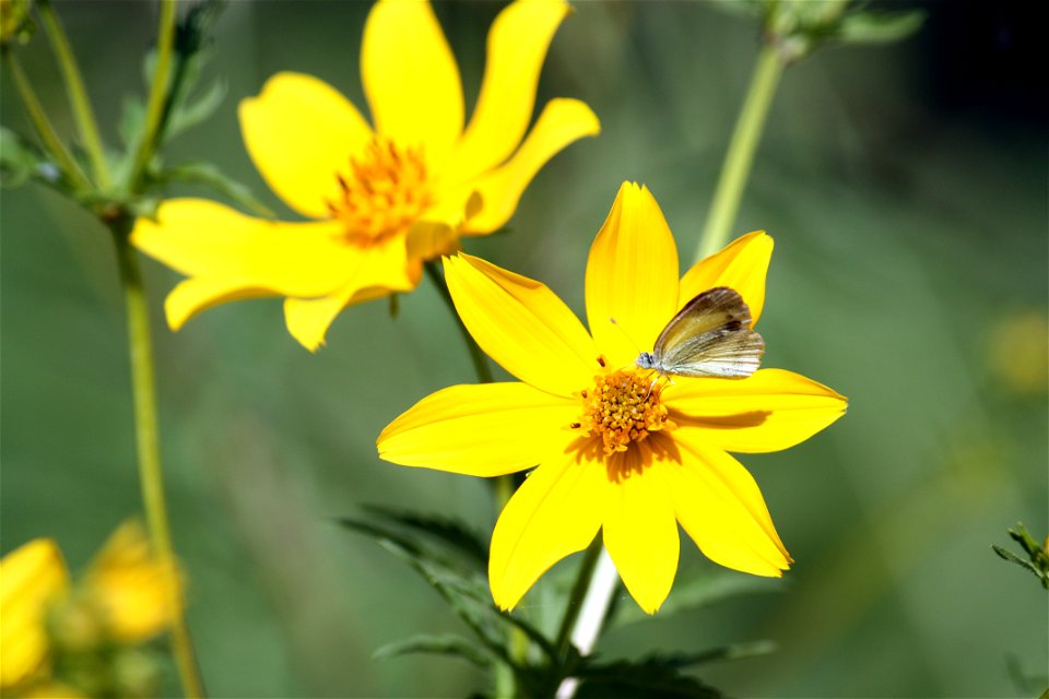 Tickseed Sunflower