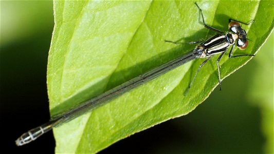 Coenagrion puella (Hufeisen-Azurjungfer) - Weibchen