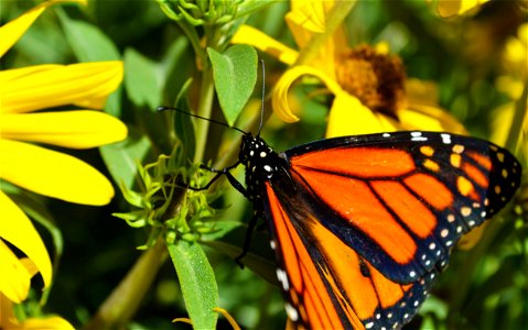 Male monarch drinking nectar from a Maximilian sunflower at Minnesota Valley National Wildlife Refuge in Minnesota. photo
