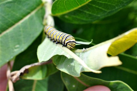 Monarch Caterpillar at Genoa National Fish Hatchery in Wisconsin photo
