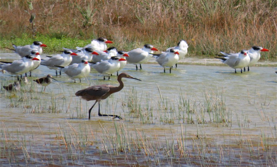 Reddish Egret & Caspian Terns