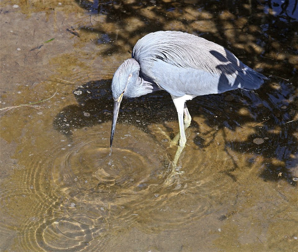 190 - TRI-COLORED HERON (02-12-2023) birding center, south padre island, cameron co, tx -03