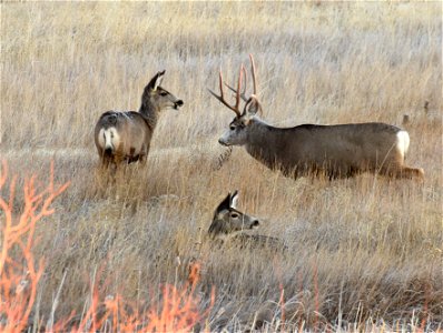 Mule deer at Seedskadee National Wildlife Refuge photo