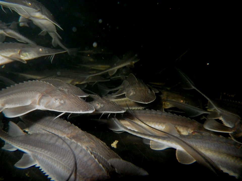 Shovelnose Sturgeon photo