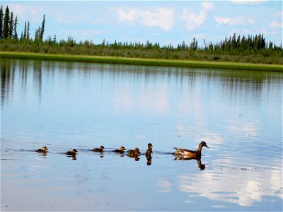 Duck family