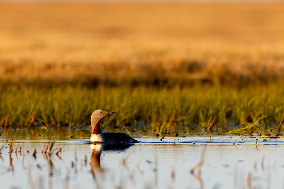 Red-throated loon