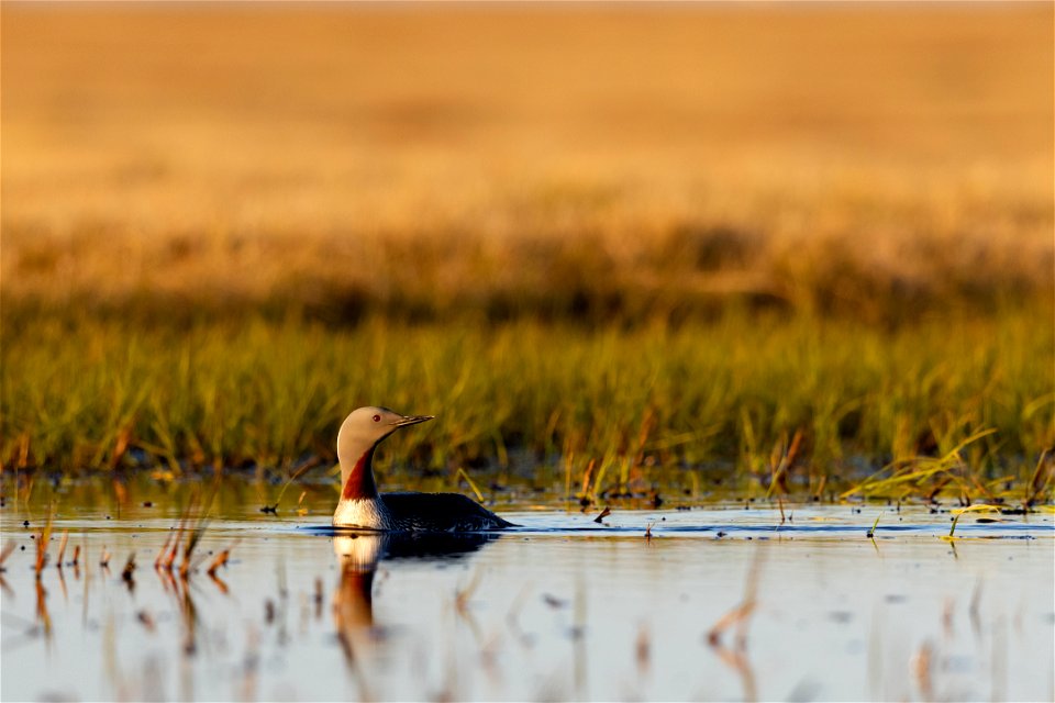 Red-throated loon photo