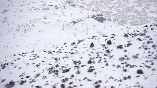 2023 Mule Deer Migration