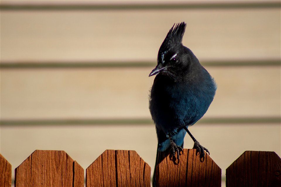 Steller's jay on the Coconino photo