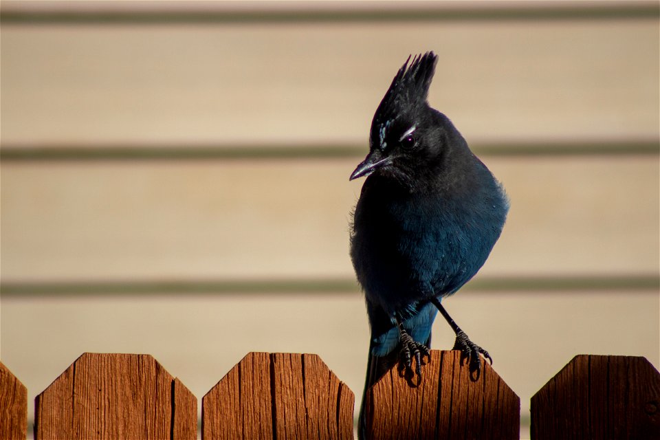 Steller's jay on the Coconino