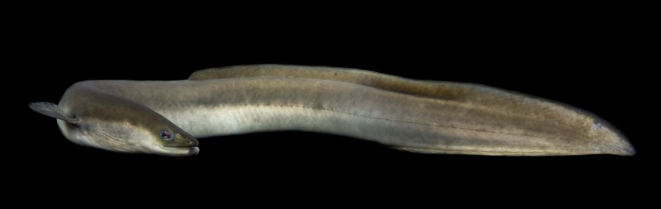 American Eel (Anguilla rostrata)