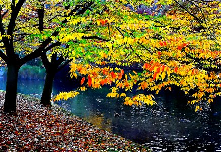 Autumn colours. photo