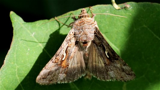 Autographa gamma (Gammaeule)