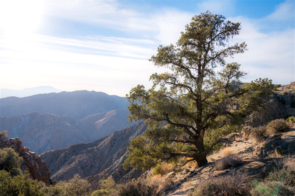 Single-leaf Piñon Pine photo