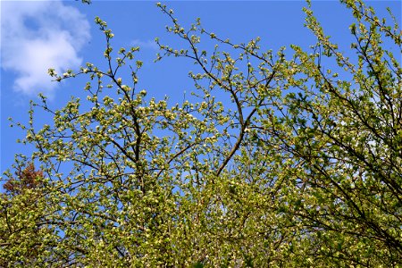 Spring ,April 2023