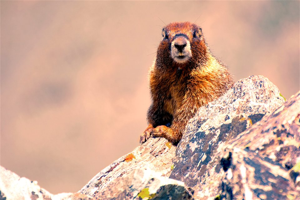 Yellow-bellied Marmot on Tundra Rocks