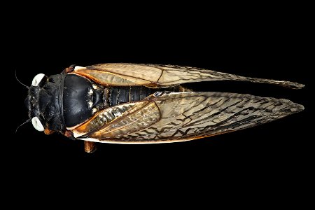 Blue eyed Cicada, back_2021-06-02-12.24.57 ZS PMax UDR photo