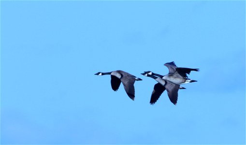 Canada Geese in Flight Huron Wetland Management Districtti