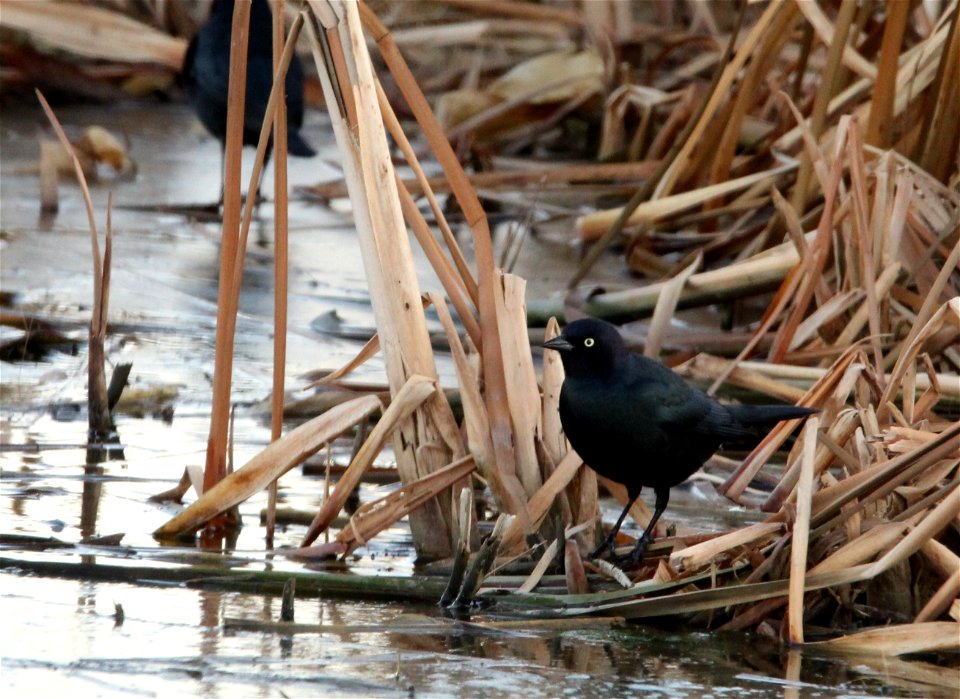 Brewer's Blackbird Huron Wetland Management District photo