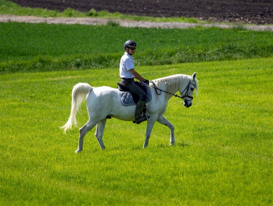 4-Dschesim_OS223716