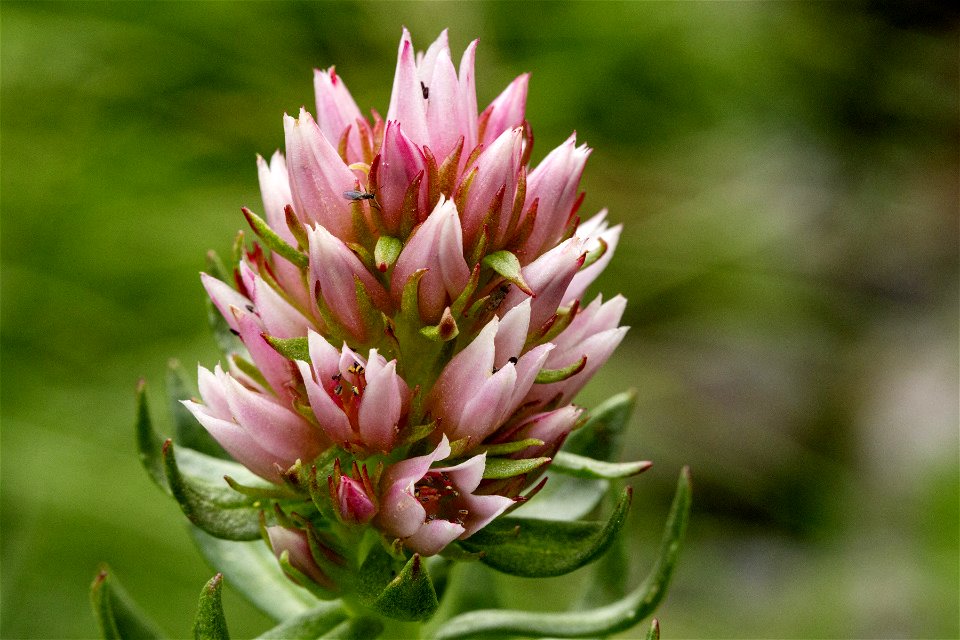 Rhodiola rhodantha