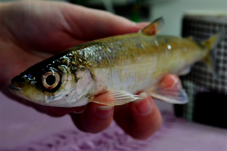 Lake Michigan Bloater